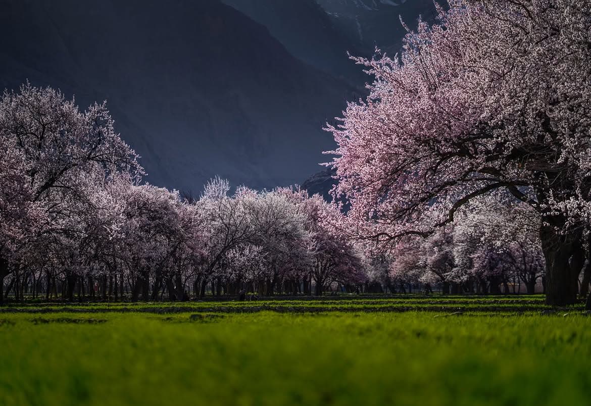 Spring blossom orchards beneath the Karakoram mountains in Gilgit-Baltistan